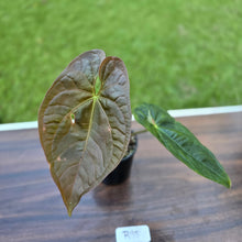 Load image into Gallery viewer, #R95 Anthurium Guatemalan x Magnificum