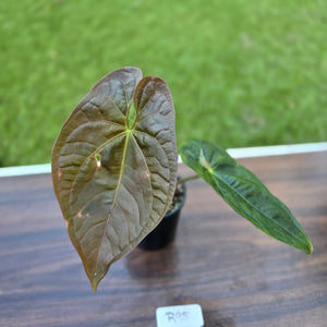 #R95 Anthurium Guatemalan x Magnificum