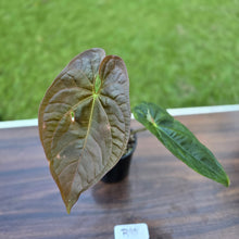 Load image into Gallery viewer, #R95 Anthurium Guatemalan x Magnificum
