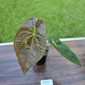 #R95 Anthurium Guatemalan x Magnificum