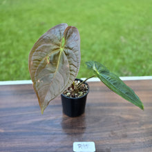 Load image into Gallery viewer, #R95 Anthurium Guatemalan x Magnificum