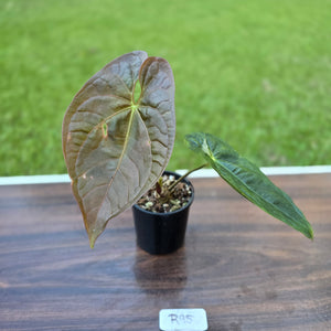 #R95 Anthurium Guatemalan x Magnificum