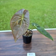 Load image into Gallery viewer, #R95 Anthurium Guatemalan x Magnificum