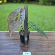Load image into Gallery viewer, #R95 Anthurium Guatemalan x Magnificum