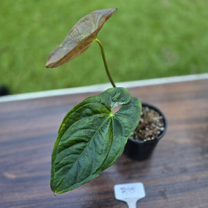 #R95 Anthurium Guatemalan x Magnificum