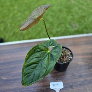 #R95 Anthurium Guatemalan x Magnificum