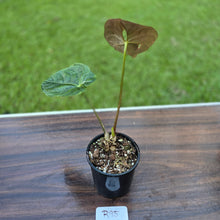 Load image into Gallery viewer, #R95 Anthurium Guatemalan x Magnificum