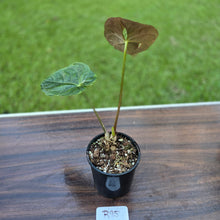 Load image into Gallery viewer, #R95 Anthurium Guatemalan x Magnificum