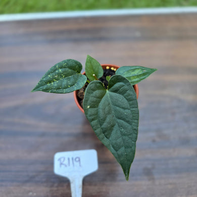 #R119 Two x Anthurium Black Panther x Luxurians Seedlings