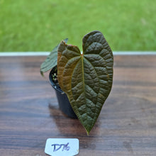 Load image into Gallery viewer, #D76 Anthurium Dark Complex x Luxurians