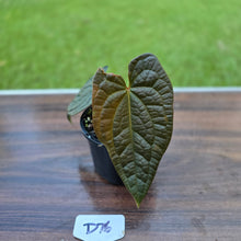 Load image into Gallery viewer, #D76 Anthurium Dark Complex x Luxurians