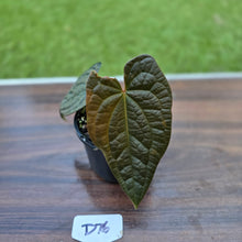 Load image into Gallery viewer, #D76 Anthurium Dark Complex x Luxurians