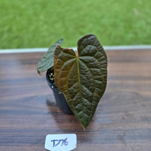 #D76 Anthurium Dark Complex x Luxurians