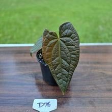 Load image into Gallery viewer, #D76 Anthurium Dark Complex x Luxurians