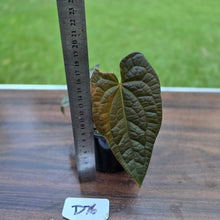 Load image into Gallery viewer, #D76 Anthurium Dark Complex x Luxurians