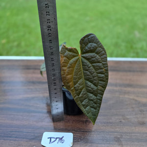 #D76 Anthurium Dark Complex x Luxurians