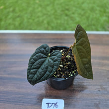Load image into Gallery viewer, #D76 Anthurium Dark Complex x Luxurians