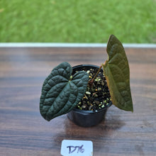 Load image into Gallery viewer, #D76 Anthurium Dark Complex x Luxurians
