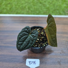 Load image into Gallery viewer, #D76 Anthurium Dark Complex x Luxurians