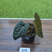 Load image into Gallery viewer, #D76 Anthurium Dark Complex x Luxurians