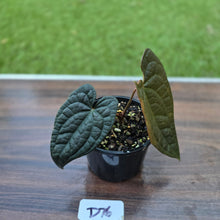 Load image into Gallery viewer, #D76 Anthurium Dark Complex x Luxurians