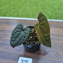 Load image into Gallery viewer, #D76 Anthurium Dark Complex x Luxurians