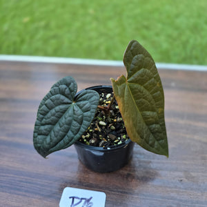 #D76 Anthurium Dark Complex x Luxurians