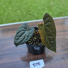 Load image into Gallery viewer, #D76 Anthurium Dark Complex x Luxurians