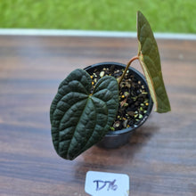 Load image into Gallery viewer, #D76 Anthurium Dark Complex x Luxurians