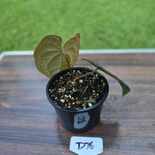 Load image into Gallery viewer, #D76 Anthurium Dark Complex x Luxurians