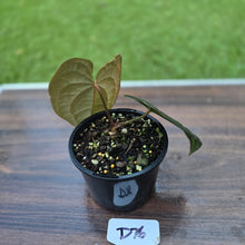 Load image into Gallery viewer, #D76 Anthurium Dark Complex x Luxurians