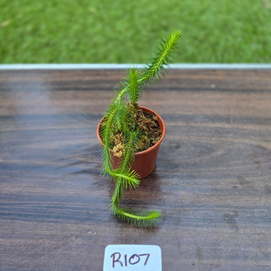 #R107 Borneo Water Tassel Fern