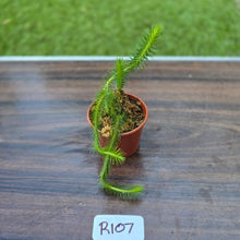 Load image into Gallery viewer, #R107 Borneo Water Tassel Fern