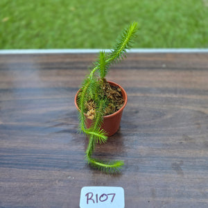 #R107 Borneo Water Tassel Fern