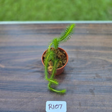 Load image into Gallery viewer, #R107 Borneo Water Tassel Fern
