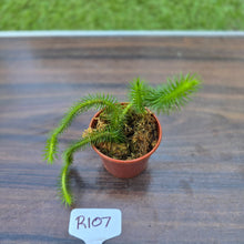 Load image into Gallery viewer, #R107 Borneo Water Tassel Fern