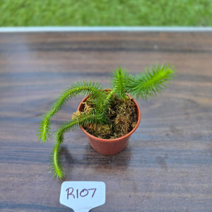#R107 Borneo Water Tassel Fern