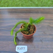 Load image into Gallery viewer, #R107 Borneo Water Tassel Fern