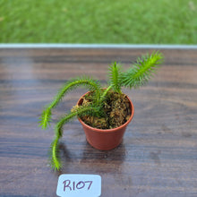Load image into Gallery viewer, #R107 Borneo Water Tassel Fern