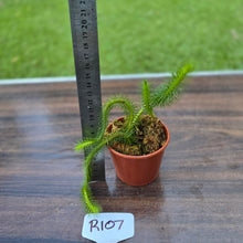 Load image into Gallery viewer, #R107 Borneo Water Tassel Fern