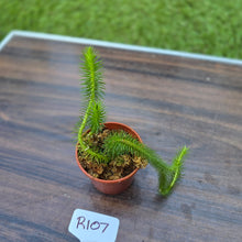 Load image into Gallery viewer, #R107 Borneo Water Tassel Fern