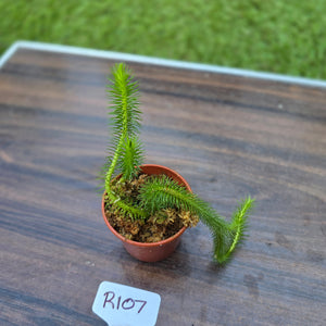 #R107 Borneo Water Tassel Fern
