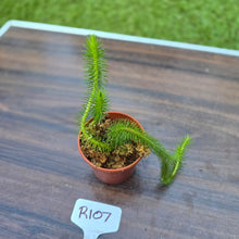 Load image into Gallery viewer, #R107 Borneo Water Tassel Fern