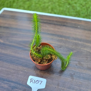#R107 Borneo Water Tassel Fern
