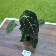 Load image into Gallery viewer, #R27 Dark Anthurium NOID
