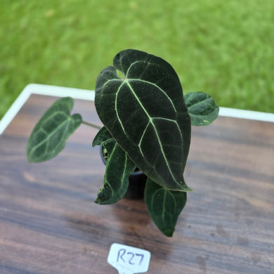 #R27 Dark Anthurium NOID