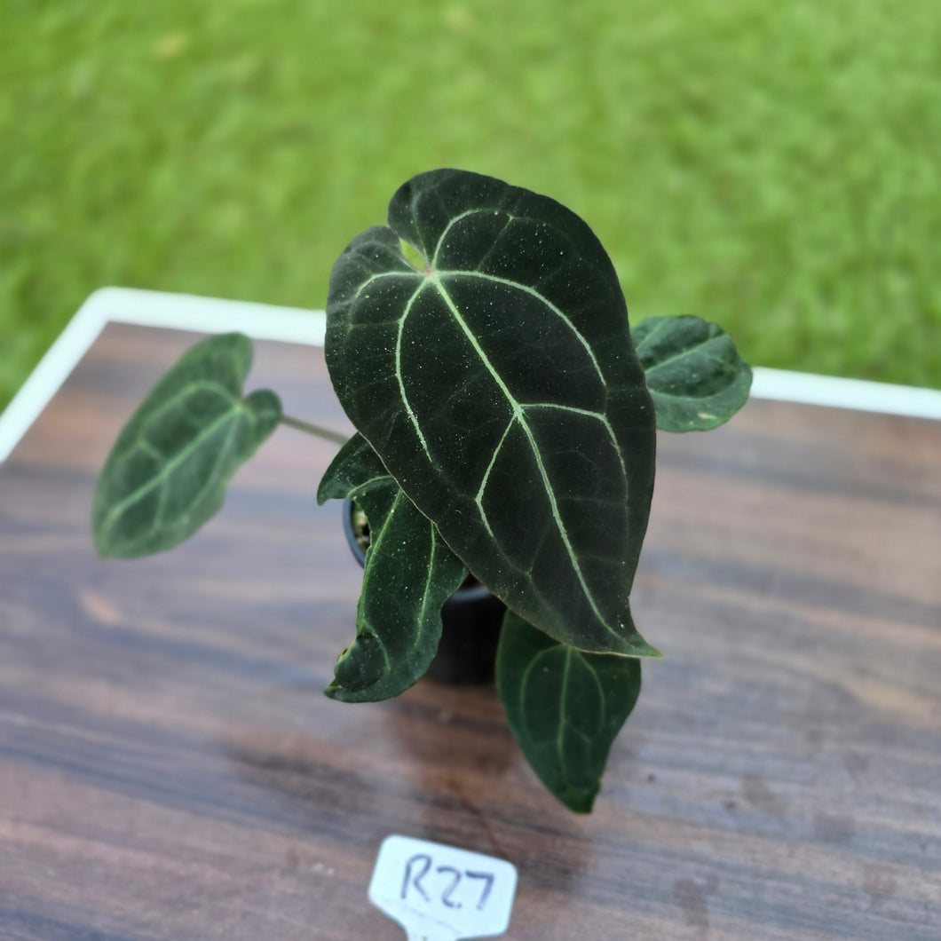 #R27 Dark Anthurium NOID
