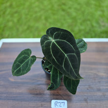 Load image into Gallery viewer, #R27 Dark Anthurium NOID
