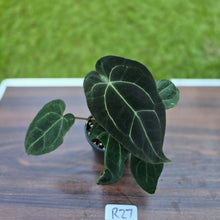 Load image into Gallery viewer, #R27 Dark Anthurium NOID