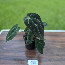 Load image into Gallery viewer, #R27 Dark Anthurium NOID